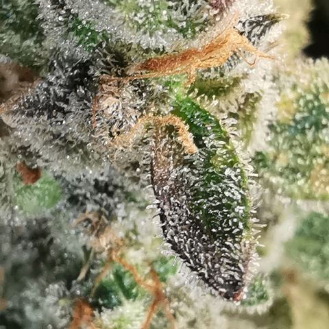 GO growlog timeline photo