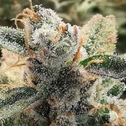 GO growlog timeline photo