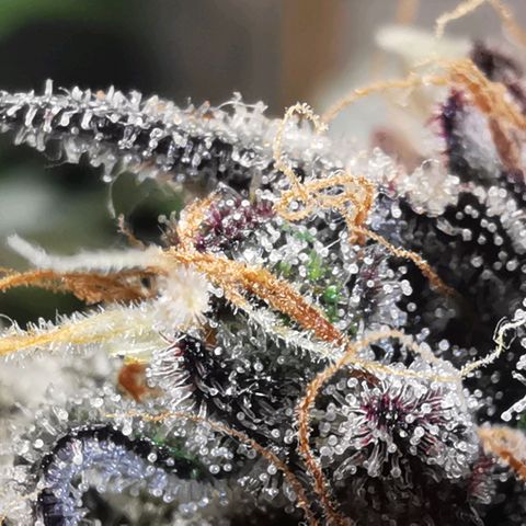 Chem growlog timeline photo