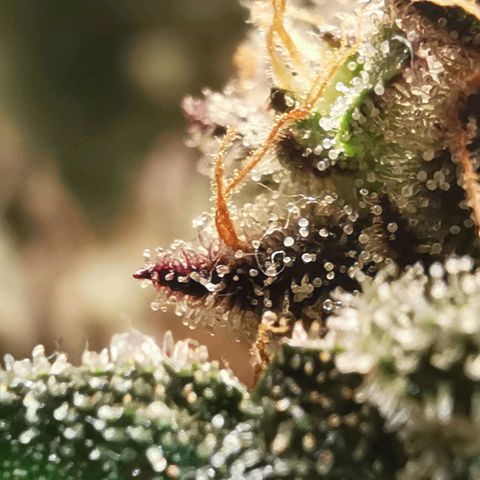 Chem growlog timeline photo