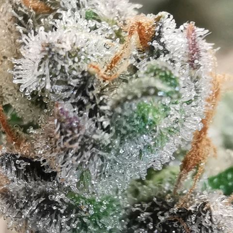 GO growlog timeline photo