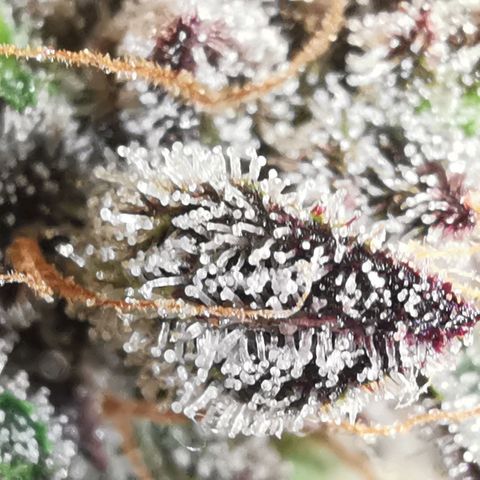 Chem growlog timeline photo