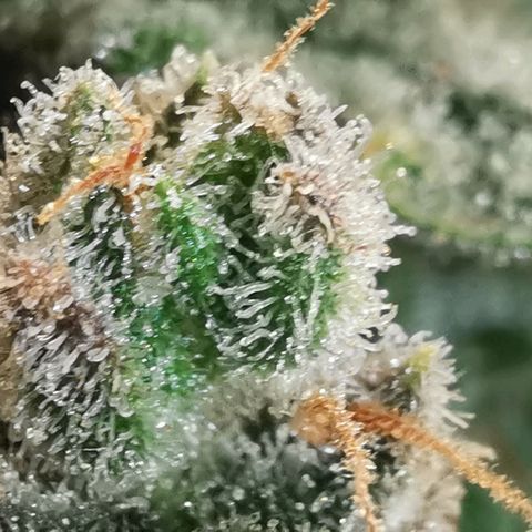 GO growlog timeline photo