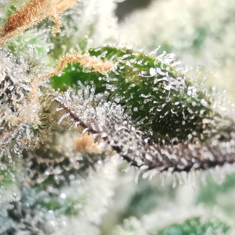GO growlog timeline photo