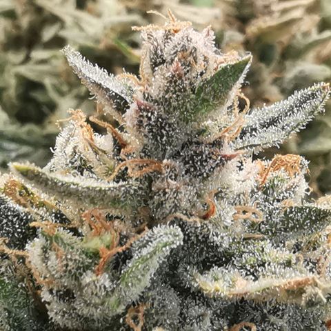 GO growlog timeline photo