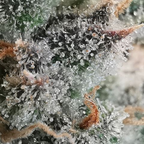GO growlog timeline photo