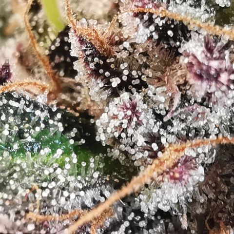 Chem growlog timeline photo