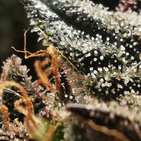 Chem growlog timeline photo