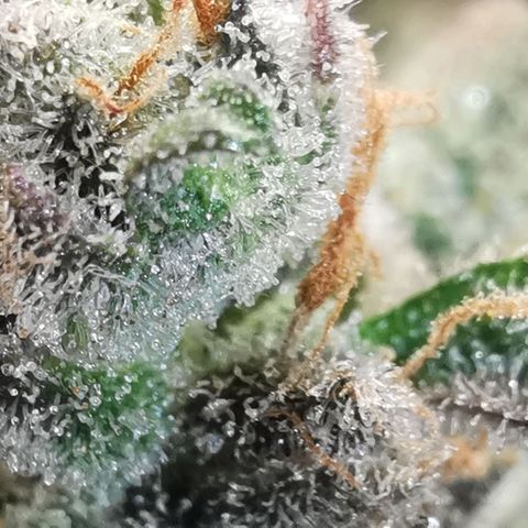 GO growlog timeline photo