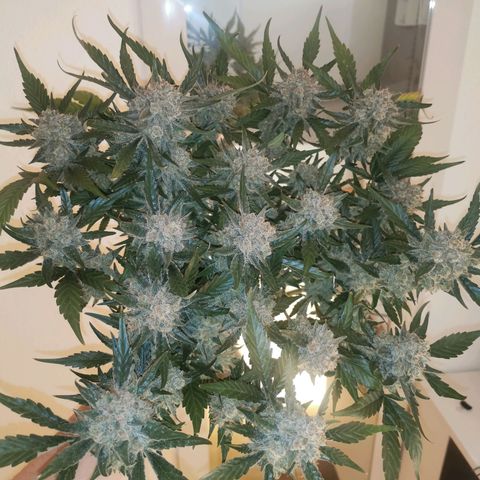 Sky growlog timeline photo