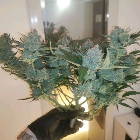 Sky growlog timeline photo