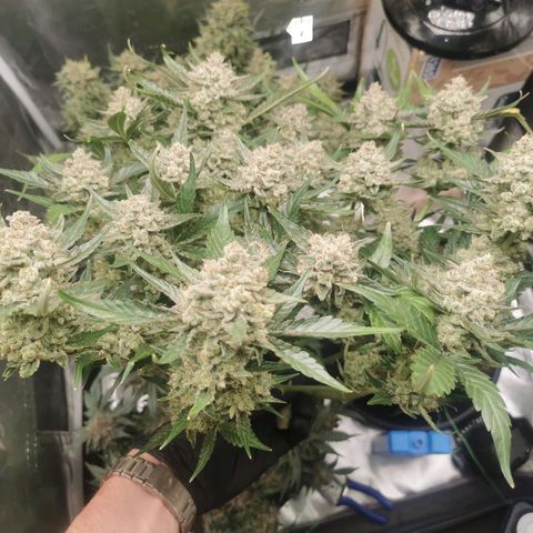 Sky growlog timeline photo