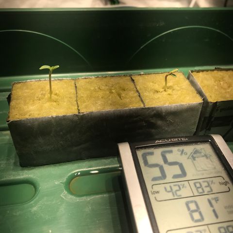 Sour Stomper growlog photo: All 3 seeds showing signs of life. 