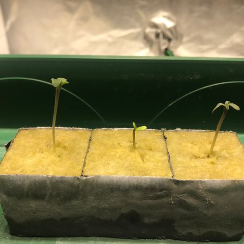 Sour Stomper growlog timeline photo