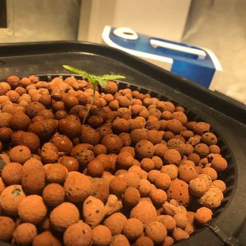 Sour Stomper growlog timeline photo