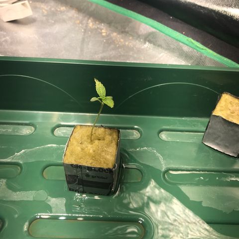 Sour Stomper growlog timeline photo