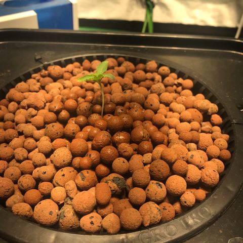 Sour Stomper growlog timeline photo
