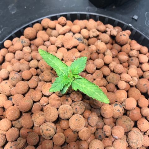 Sour Stomper growlog timeline photo