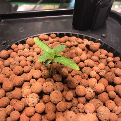 Sour Stomper growlog timeline photo
