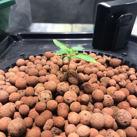 Sour Stomper growlog timeline photo
