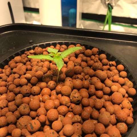 Sour Stomper growlog timeline photo