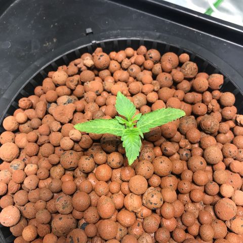 Sour Stomper growlog timeline photo