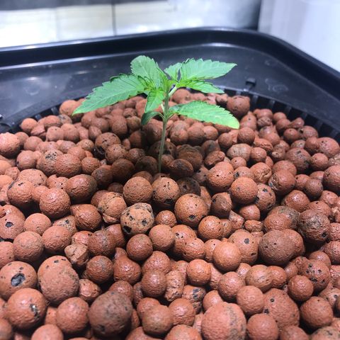 Sour Stomper growlog timeline photo