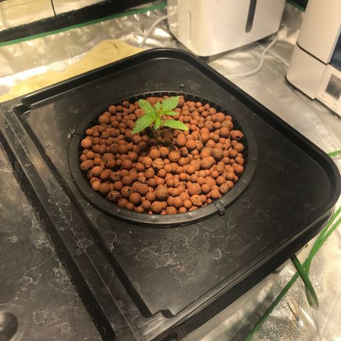 Sour Stomper growlog timeline photo