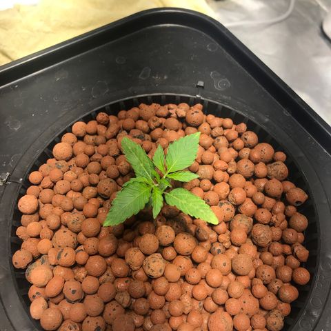 Sour Stomper growlog timeline photo