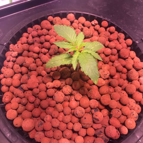 Sour Stomper growlog timeline photo