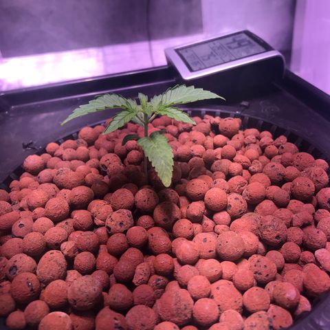 Sour Stomper growlog timeline photo