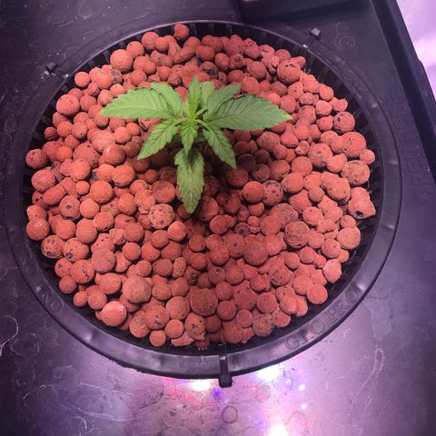 Sour Stomper growlog timeline photo
