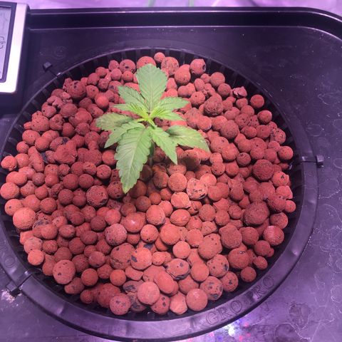 Sour Stomper growlog timeline photo