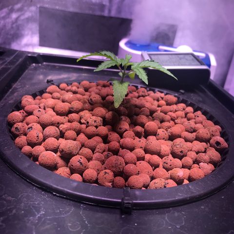 Sour Stomper growlog timeline photo