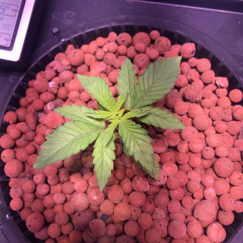 Sour Stomper growlog timeline photo