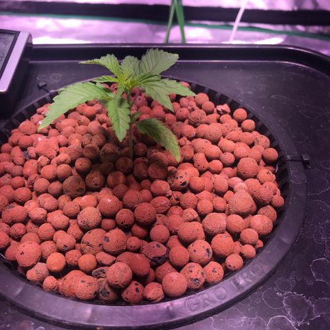 Sour Stomper growlog timeline photo