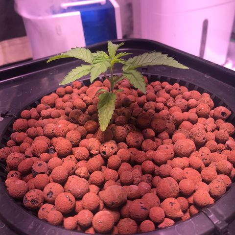 Sour Stomper growlog timeline photo