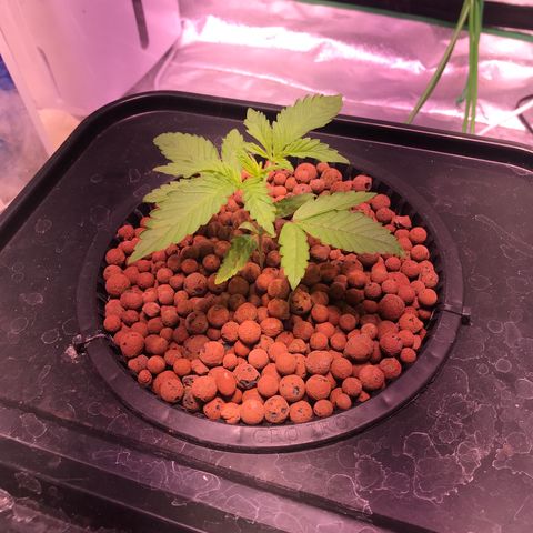 Sour Stomper growlog photo: Roots have made it down into bucket 