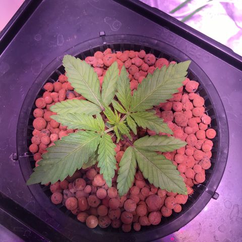 Sour Stomper growlog photo: Roots have made it down into bucket 
