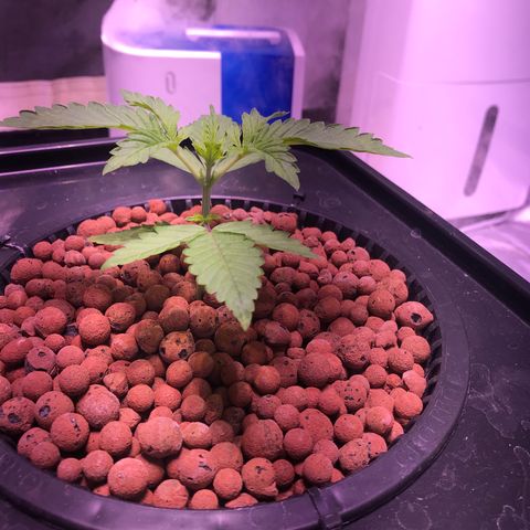 Sour Stomper growlog photo: Roots have made it down into bucket 