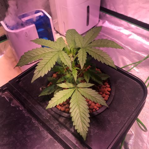 Sour Stomper growlog timeline photo