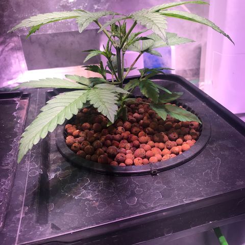 Sour Stomper growlog timeline photo