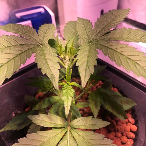 Sour Stomper growlog timeline photo