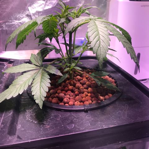 Sour Stomper growlog timeline photo