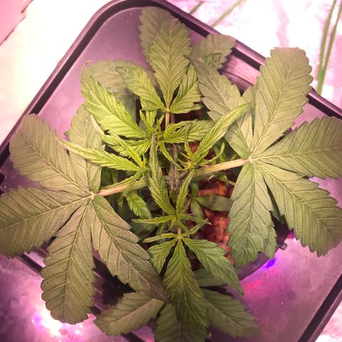 Sour Stomper growlog timeline photo