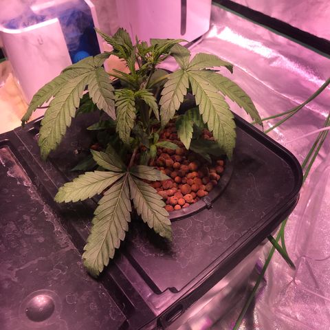 Sour Stomper growlog timeline photo