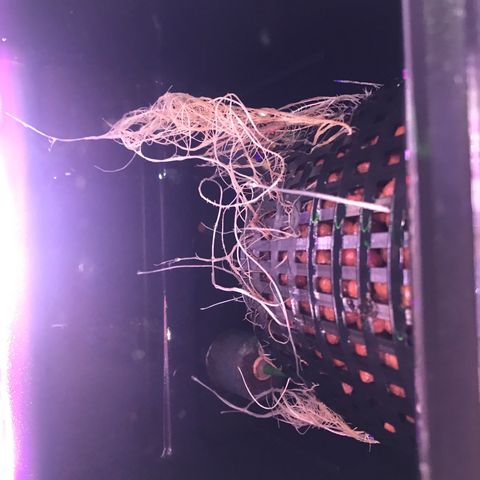 Sour Stomper growlog timeline photo