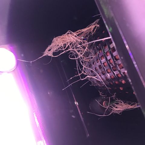 Sour Stomper growlog timeline photo