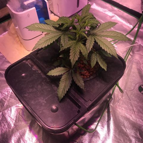 Sour Stomper growlog photo: Topped last week. Allowed the bottom node to catch up to create 4 main stems