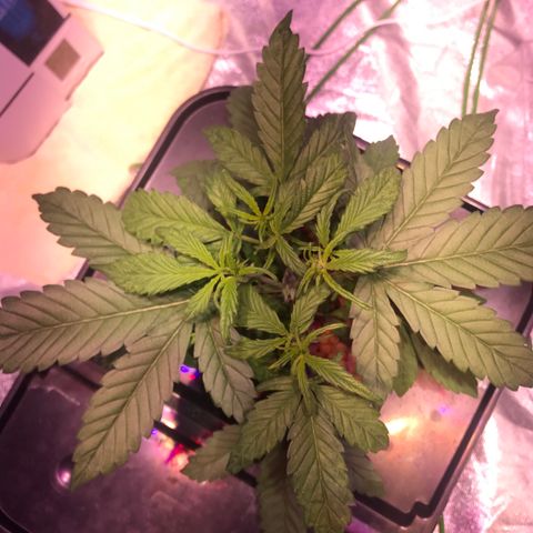 Sour Stomper growlog photo: Topped last week. Allowed the bottom node to catch up to create 4 main stems